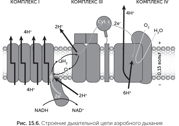 Иллюстрация к книге — Происхождение жизни. От туманности до клетки [i_128.jpg]