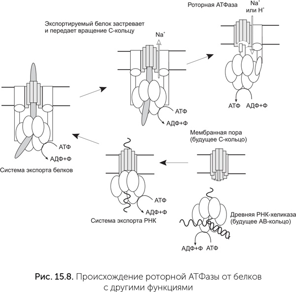 Иллюстрация к книге — Происхождение жизни. От туманности до клетки [i_130.jpg]