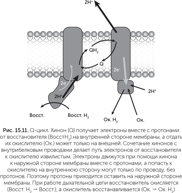 Иллюстрация к книге — Происхождение жизни. От туманности до клетки [i_133.jpg]