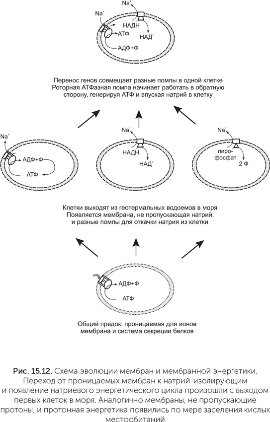 Иллюстрация к книге — Происхождение жизни. От туманности до клетки [i_134.jpg]