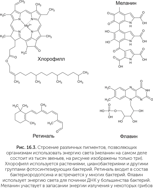 Иллюстрация к книге — Происхождение жизни. От туманности до клетки [i_137.jpg]