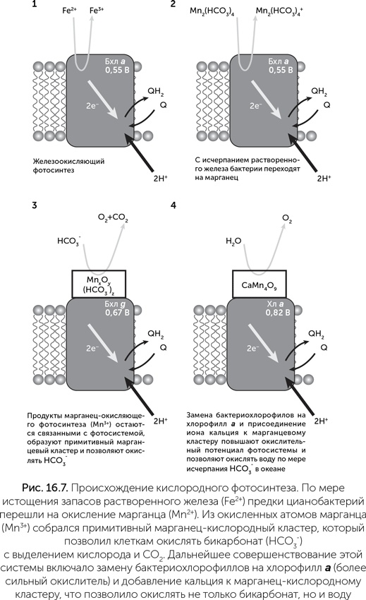 Иллюстрация к книге — Происхождение жизни. От туманности до клетки [i_141.jpg]