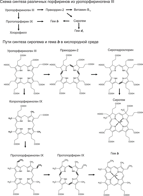 Иллюстрация к книге — Происхождение жизни. От туманности до клетки [i_144.jpg]