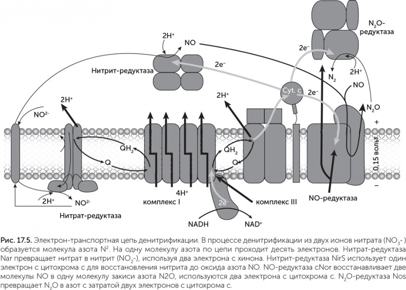 Иллюстрация к книге — Происхождение жизни. От туманности до клетки [i_147.jpg]