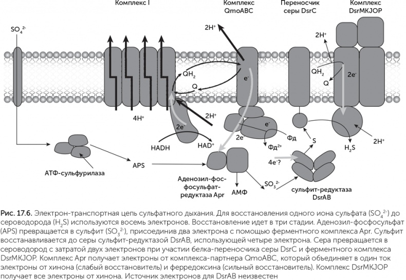 Иллюстрация к книге — Происхождение жизни. От туманности до клетки [i_148.jpg]