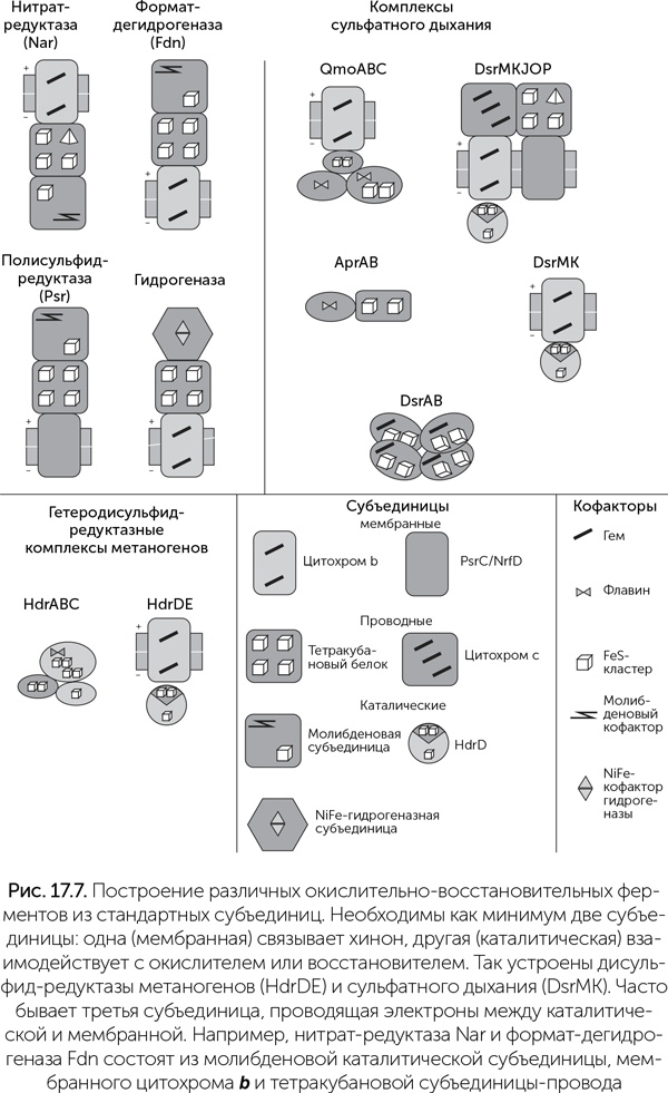 Иллюстрация к книге — Происхождение жизни. От туманности до клетки [i_149.jpg]