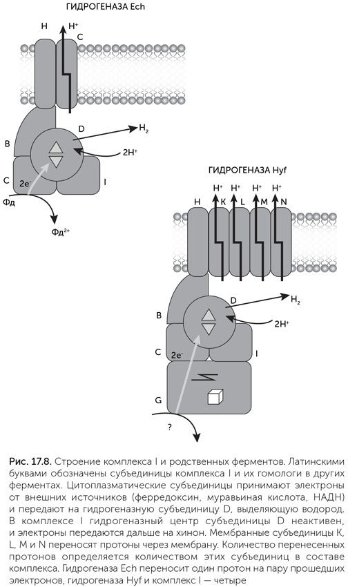 Иллюстрация к книге — Происхождение жизни. От туманности до клетки [i_151.jpg]