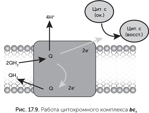 Иллюстрация к книге — Происхождение жизни. От туманности до клетки [i_152.jpg]