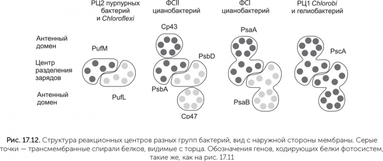 Иллюстрация к книге — Происхождение жизни. От туманности до клетки [i_155.jpg]