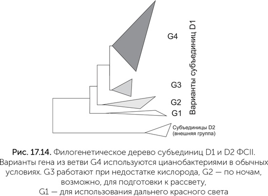 Иллюстрация к книге — Происхождение жизни. От туманности до клетки [i_157.jpg]