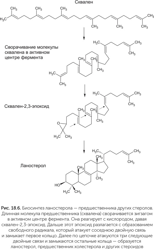 Иллюстрация к книге — Происхождение жизни. От туманности до клетки [i_164.jpg]