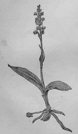 Иллюстрация к книге — Этюды о природе человека [i_004.jpg]