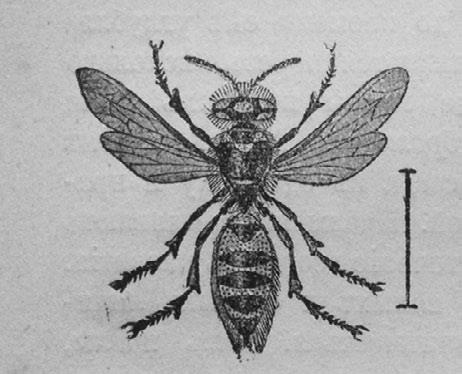 Иллюстрация к книге — Этюды о природе человека [i_005.jpg]