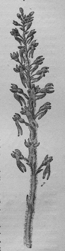 Иллюстрация к книге — Этюды о природе человека [i_006.jpg]