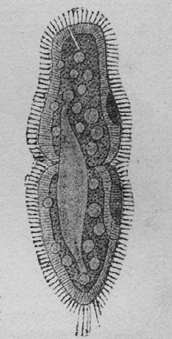 Иллюстрация к книге — Этюды о природе человека [i_015.jpg]