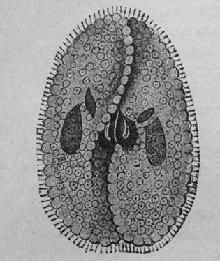 Иллюстрация к книге — Этюды о природе человека [i_016.jpg]