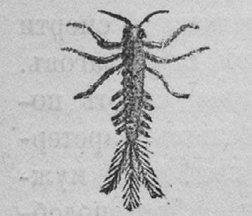 Иллюстрация к книге — Этюды о природе человека [i_023.jpg]