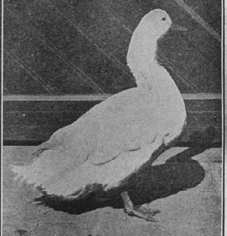 Иллюстрация к книге — Этюды о природе человека [i_025.jpg]