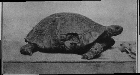 Иллюстрация к книге — Этюды о природе человека [i_026.jpg]