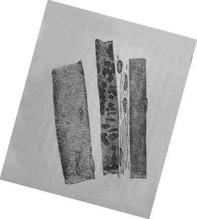 Иллюстрация к книге — Этюды о природе человека [i_031.jpg]