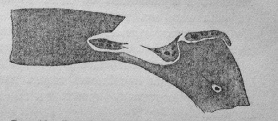 Иллюстрация к книге — Этюды о природе человека [i_032.jpg]