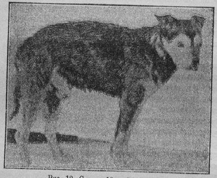 Иллюстрация к книге — Этюды о природе человека [i_034.jpg]