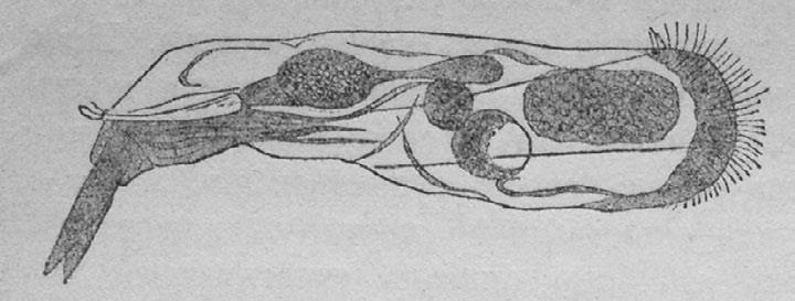 Иллюстрация к книге — Этюды о природе человека [i_038.jpg]