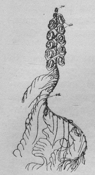 Иллюстрация к книге — Этюды о природе человека [i_044.jpg]