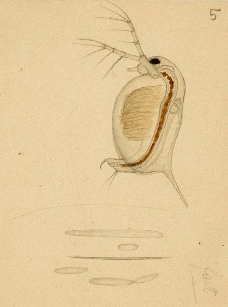 Иллюстрация к книге — Этюды о природе человека [i_055.jpg]