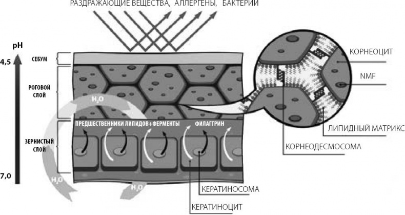 Иллюстрация к книге — Аллергошкола для мам [doc2fb_image_02000008.jpg]