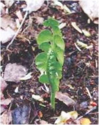 Иллюстрация к книге — Растения. Параллельный мир [i_004.jpg]