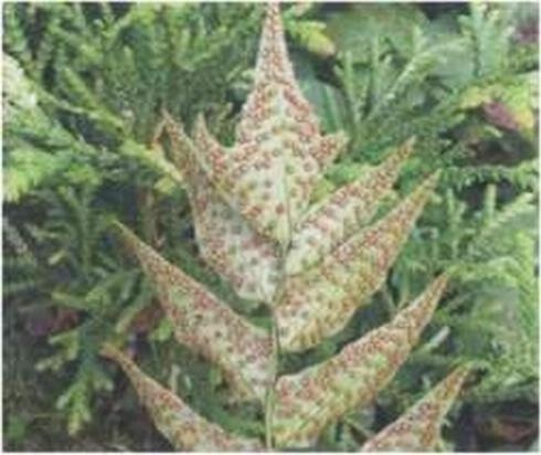 Иллюстрация к книге — Растения. Параллельный мир [i_006.jpg]