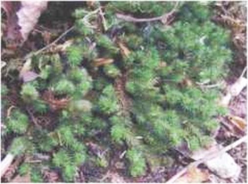 Иллюстрация к книге — Растения. Параллельный мир [i_010.jpg]