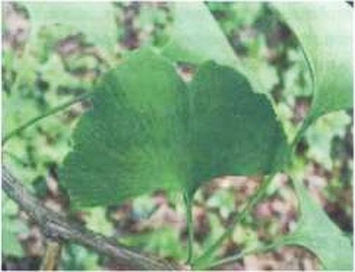 Иллюстрация к книге — Растения. Параллельный мир [i_015.jpg]