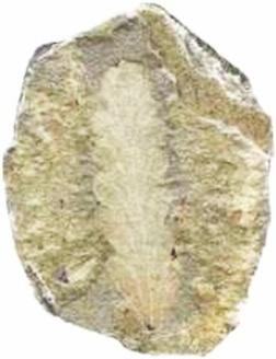 Иллюстрация к книге — Растения. Параллельный мир [i_021.jpg]