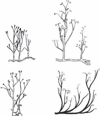 Иллюстрация к книге — Растения. Параллельный мир [i_026.jpg]