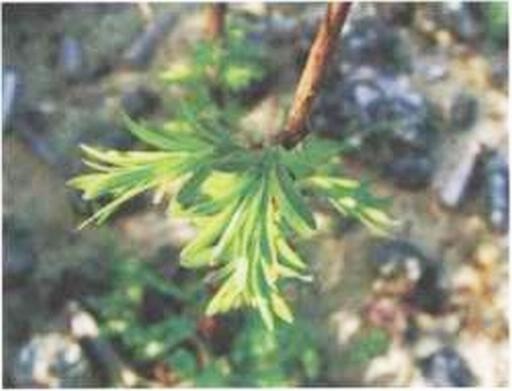 Иллюстрация к книге — Растения. Параллельный мир [i_030.jpg]