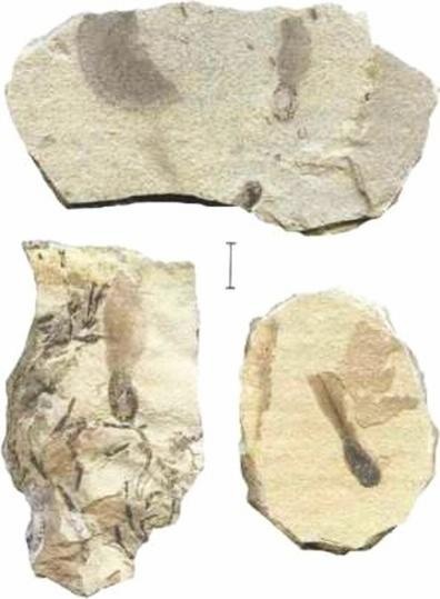 Иллюстрация к книге — Растения. Параллельный мир [i_033.jpg]