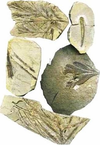 Иллюстрация к книге — Растения. Параллельный мир [i_035.jpg]