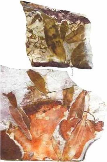 Иллюстрация к книге — Растения. Параллельный мир [i_039.jpg]