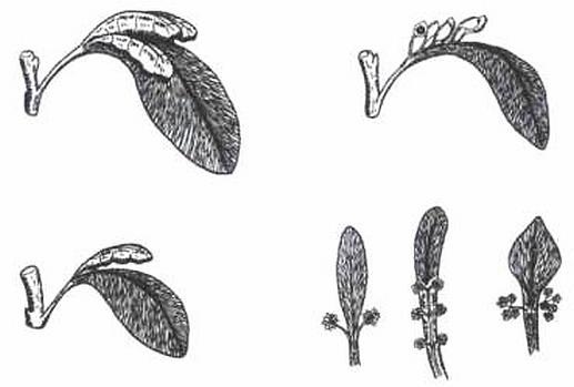 Иллюстрация к книге — Растения. Параллельный мир [i_040.jpg]