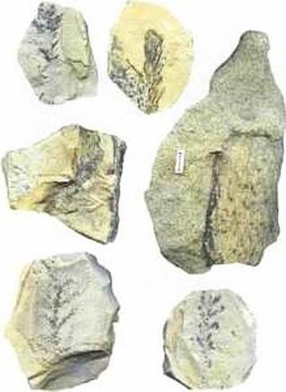 Иллюстрация к книге — Растения. Параллельный мир [i_041.jpg]