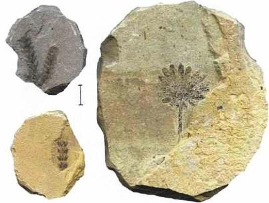 Иллюстрация к книге — Растения. Параллельный мир [i_042.jpg]