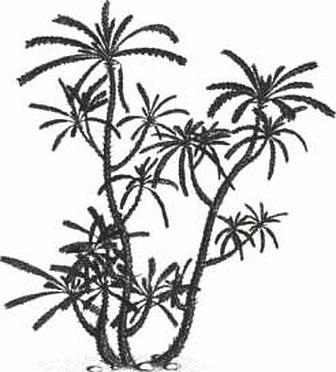 Иллюстрация к книге — Растения. Параллельный мир [i_044.jpg]