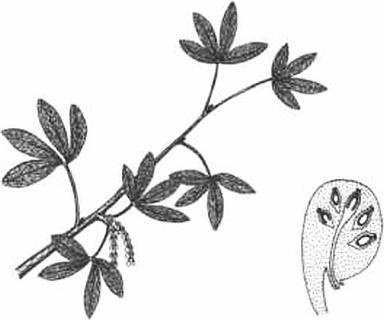 Иллюстрация к книге — Растения. Параллельный мир [i_045.jpg]