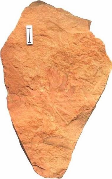 Иллюстрация к книге — Растения. Параллельный мир [i_047.jpg]