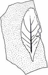 Иллюстрация к книге — Растения. Параллельный мир [i_049.jpg]