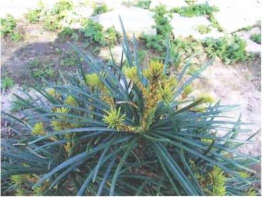 Иллюстрация к книге — Растения. Параллельный мир [i_050.jpg]