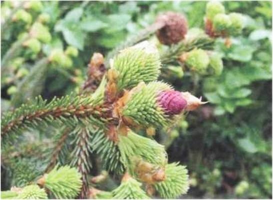 Иллюстрация к книге — Растения. Параллельный мир [i_052.jpg]