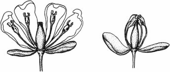 Иллюстрация к книге — Растения. Параллельный мир [i_054.jpg]